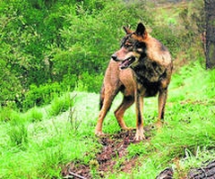 La Junta de Andalucía elaborará un segundo programa de protección del lobo
